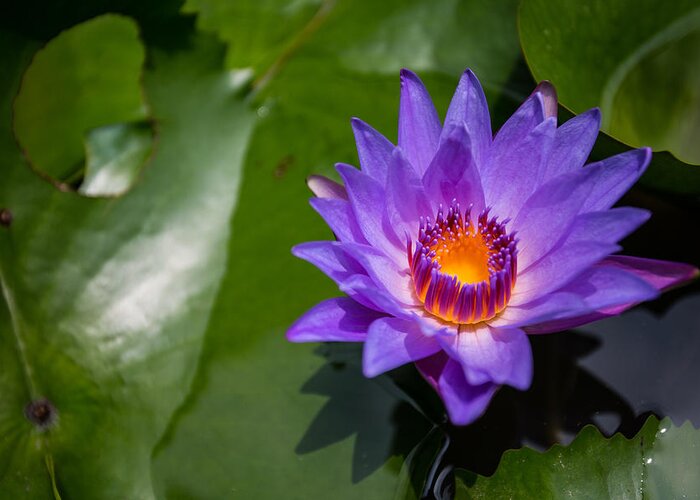 Lily Greeting Card featuring the photograph Water Lily by Mike Lee