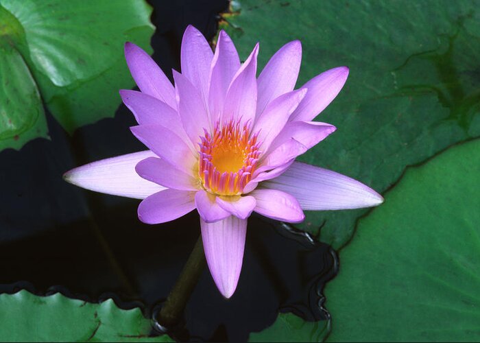 Plant Greeting Card featuring the photograph Water Lily by Nigel Downer