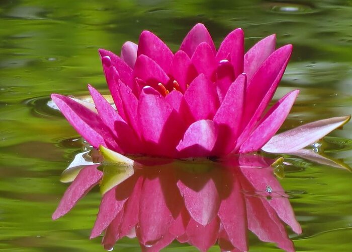 Water Lily Greeting Card featuring the photograph Water Lily Pink by MTBobbins Photography