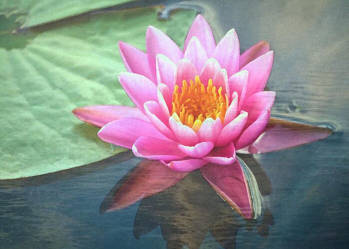 Water Lily Greeting Card featuring the photograph Water Lily by Sandi OReilly