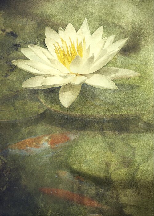 Water Lily Greeting Card featuring the photograph Water Lily by Scott Norris