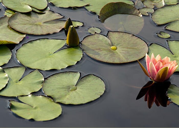 Water Lily Greeting Card featuring the photograph Water Lily Serenity by Leda Robertson