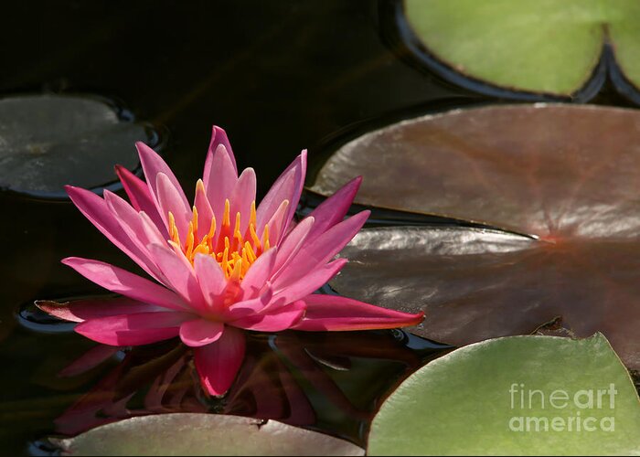 Landscape Greeting Card featuring the photograph Water Lily Soaking up the Sunlight by Sabrina L Ryan