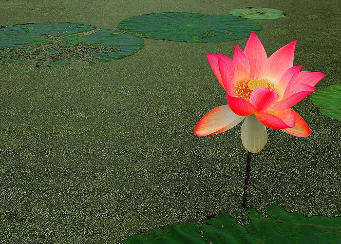 Water Lily Greeting Card featuring the photograph Water Lily by Wendell Thompson