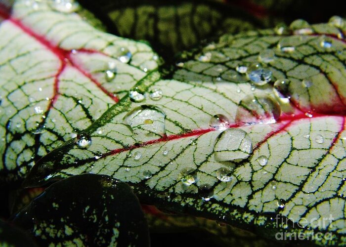 Caladium Greeting Card featuring the photograph Water On The Leaves by D Hackett