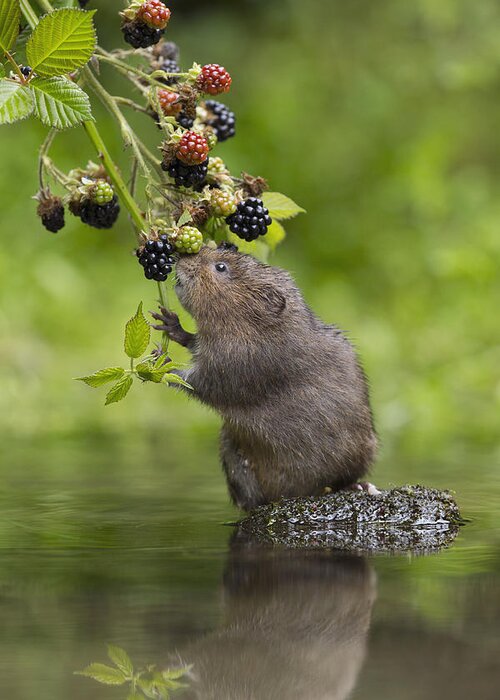 Nis Greeting Card featuring the photograph Water Vole Eating Blackberries Kent Uk by Penny Dixie