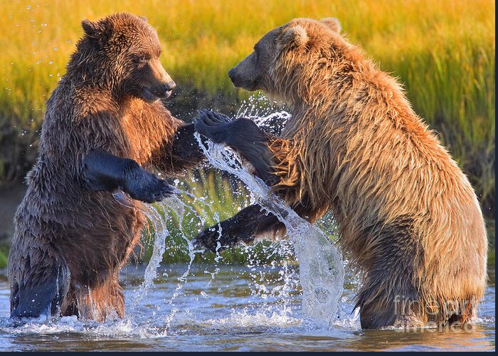 Alaskan Brown Bears Greeting Card featuring the photograph Watering Hole Dispute by Aaron Whittemore
