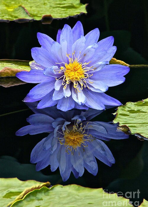 Lavender Waterlily Greeting Card featuring the photograph Waterlily And Reflection by Byron Varvarigos