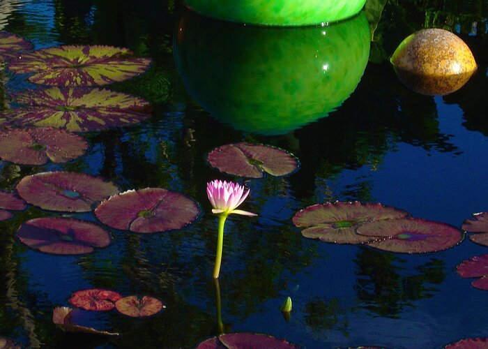 Art Portraits Greeting Card featuring the photograph Waterlily Reflection by Kristin Hatt