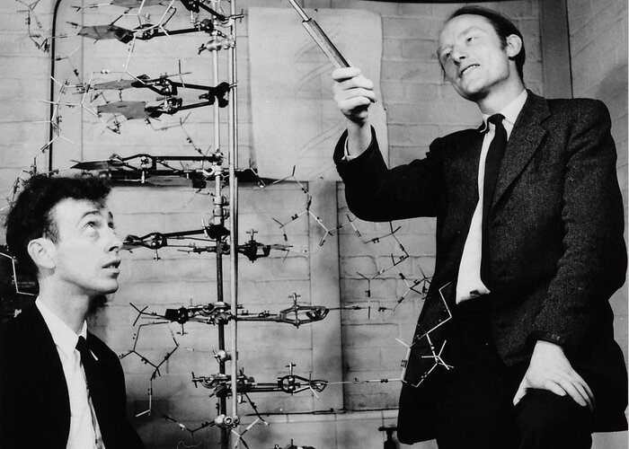 Watson Greeting Card featuring the photograph Watson and Crick with DNA Model by A Barrington Brown