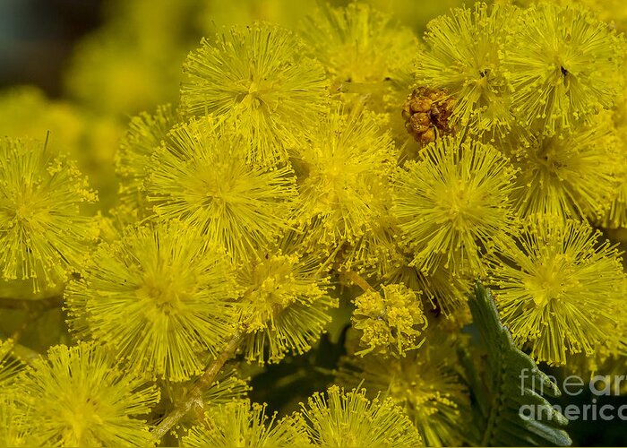 Australia Greeting Card featuring the photograph Wattle by Steven Ralser