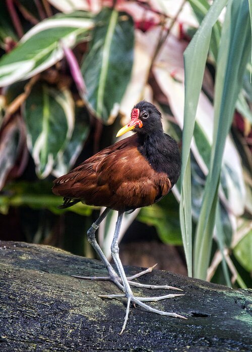 Granger Photography Greeting Card featuring the photograph Wattled Jacana by Brad Granger