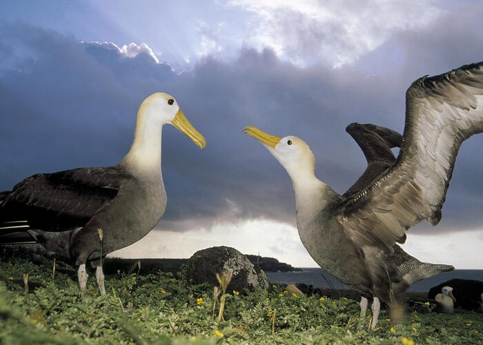 Feb0514 Greeting Card featuring the photograph Waved Albatross Courtship Dance by Tui De Roy