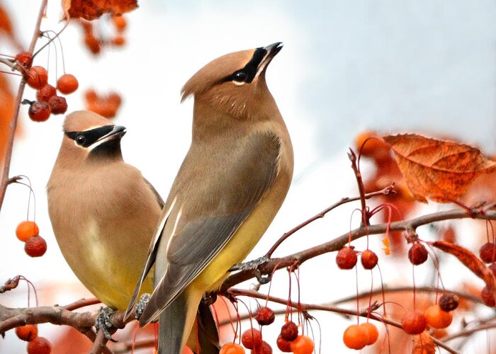 Nature Greeting Card featuring the photograph Beautiful Waxwing by Nava Thompson