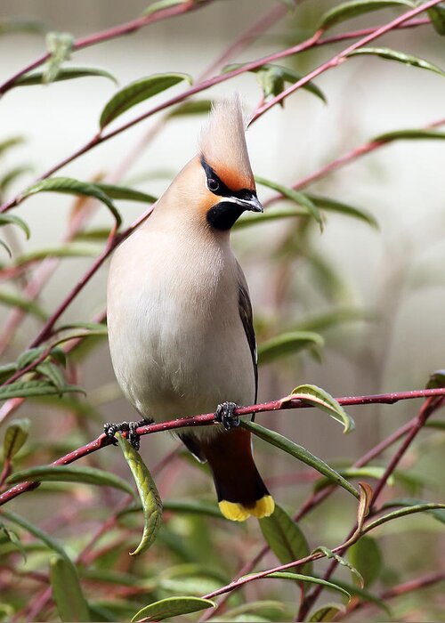 Bird Greeting Card featuring the photograph Waxwing by Grant Glendinning