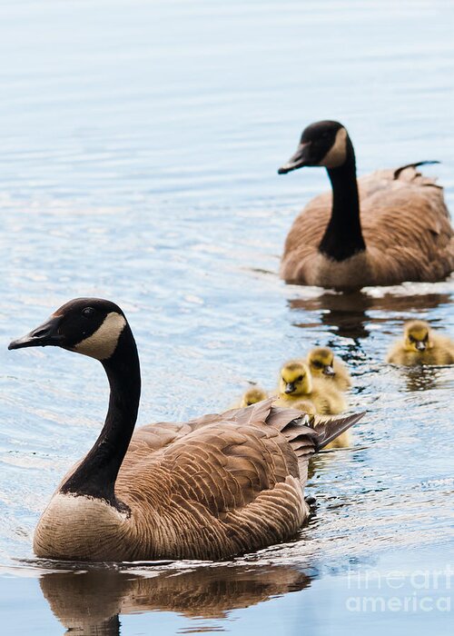 Goose Family Greeting Card featuring the photograph We Are Family by Cheryl Baxter