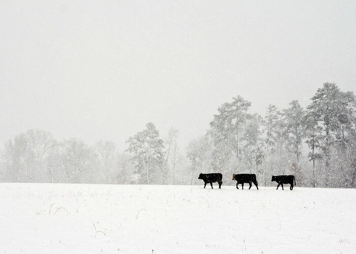 Snow Greeting Card featuring the photograph We Three Calves by Robert Camp