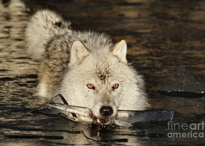 Arctic Wolf Greeting Card featuring the photograph Weapon for a cold war by Heather King