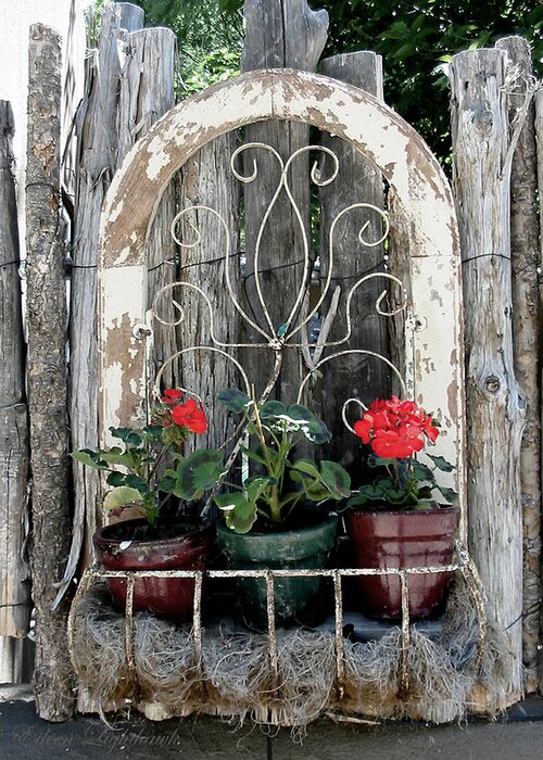 Photograph Greeting Card featuring the photograph Weathered Geraniums by Eileen Lighthawk