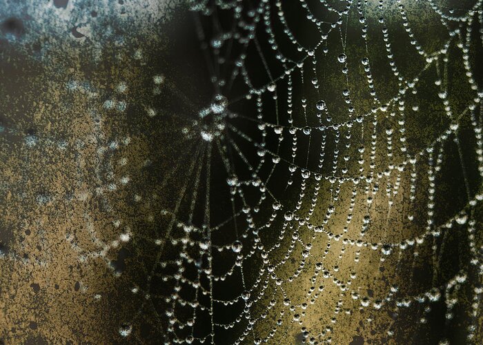 Spider Web Greeting Card featuring the photograph Web in the Mist by Paula Ponath