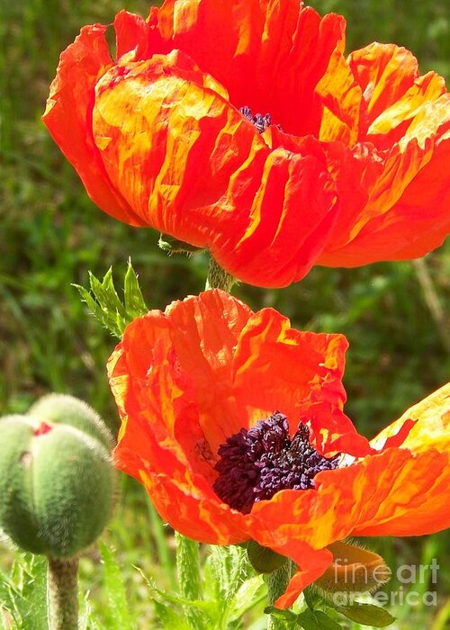 Poppies Greeting Card featuring the photograph Welcome Back by Jackie Mueller-Jones