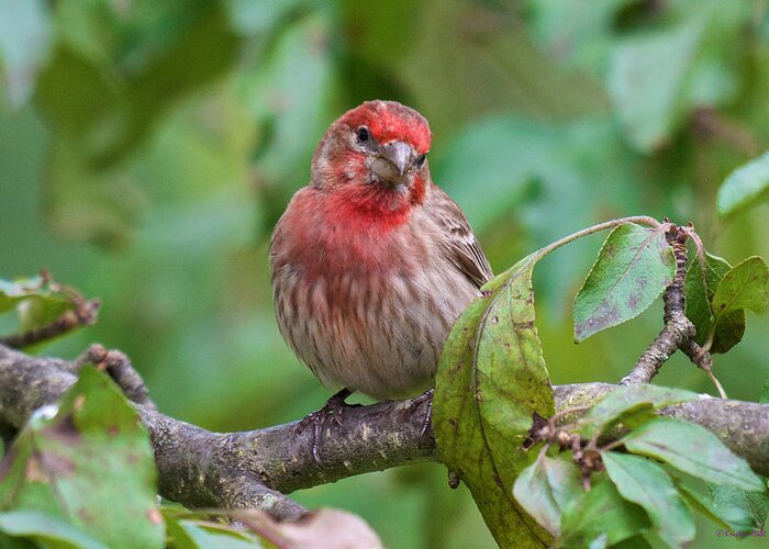 Bird Portraits Greeting Card featuring the photograph House Finch - Were you talking to me by Kristin Hatt