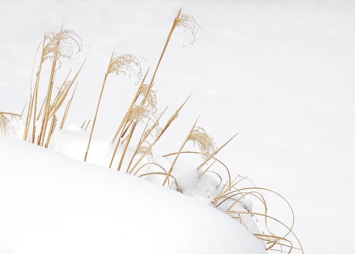 Grass Greeting Card featuring the photograph West Falls Winter Grass by Don Nieman