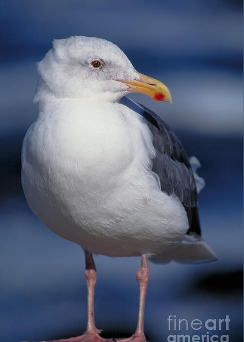 Vertical Greeting Card featuring the photograph Western Gull Larus Occidentalis by Gregory G. Dimijian