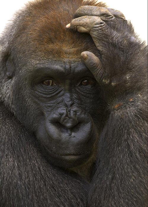 Feb0514 Greeting Card featuring the photograph Western Lowland Gorilla With Hand by San Diego Zoo