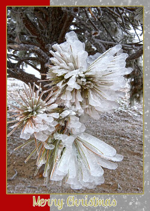 Western Christmas Card Greeting Card featuring the mixed media Western Themed Christmas Card Pine Needles and Ice by Amanda Smith
