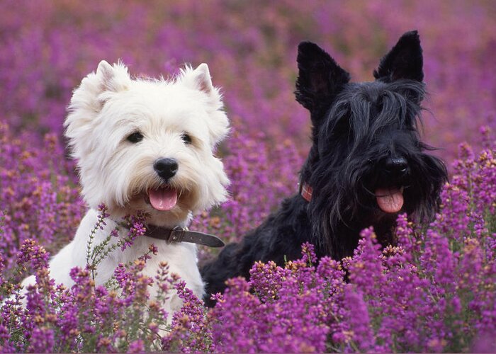 West Highland White Terrier Greeting Card featuring the photograph Westie And Scottie Dogs by John Daniels