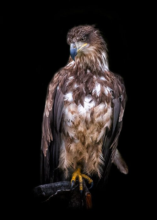Eagle Greeting Card featuring the photograph Wet Feathers by Ghostwinds Photography
