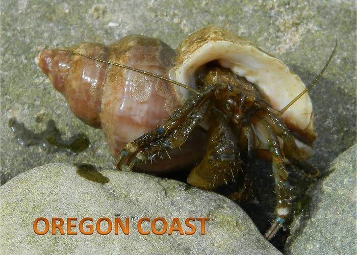 Hermit Crab Greeting Card featuring the photograph Wet Hermit Crab by Gallery Of Hope 