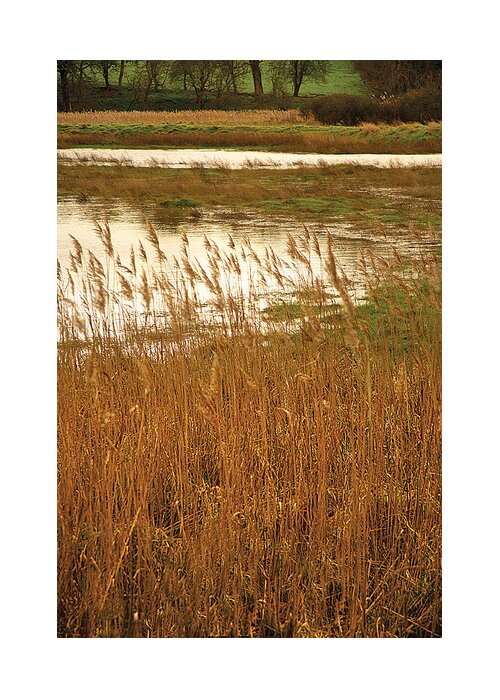 Landscape Greeting Card featuring the photograph Wetlands by David Davies