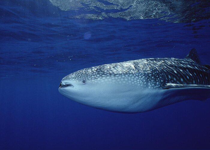 Feb0514 Greeting Card featuring the photograph Whale Shark Portrait Cocos Isl Costa by Flip Nicklin