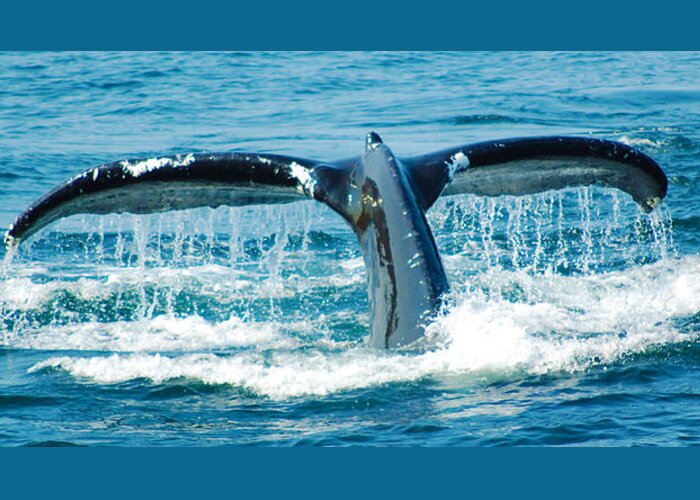 Whale Greeting Card featuring the photograph Whale Tail 3 by Ron Haist