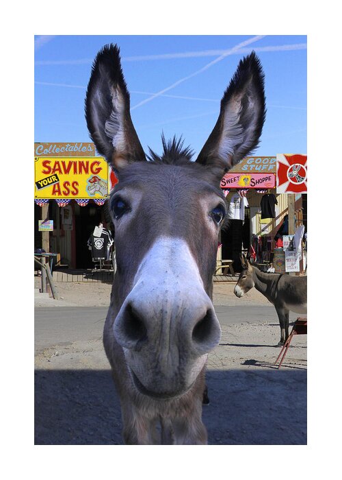 Donkey Greeting Card featuring the photograph What . . . No Carrots by Mike McGlothlen