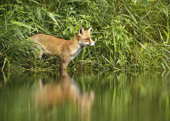 Adult Greeting Card featuring the photograph What Does The Fox See by Roeselien Raimond