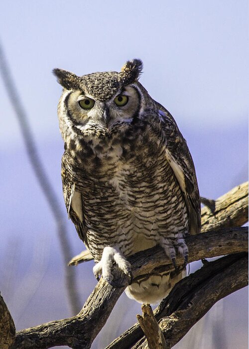 Great Horned Owl Greeting Card featuring the photograph What by Mike Stephens