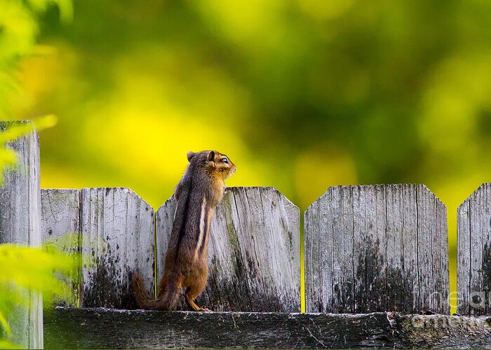 Chipmonk Greeting Card featuring the photograph Whats over there by Rudy Viereckl