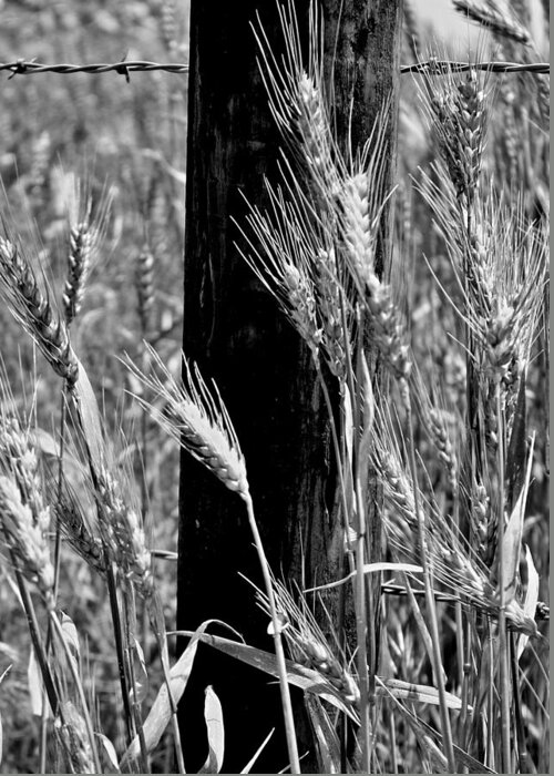 Wheat Greeting Card featuring the photograph Wheat and Fence Post by Ellen Tully