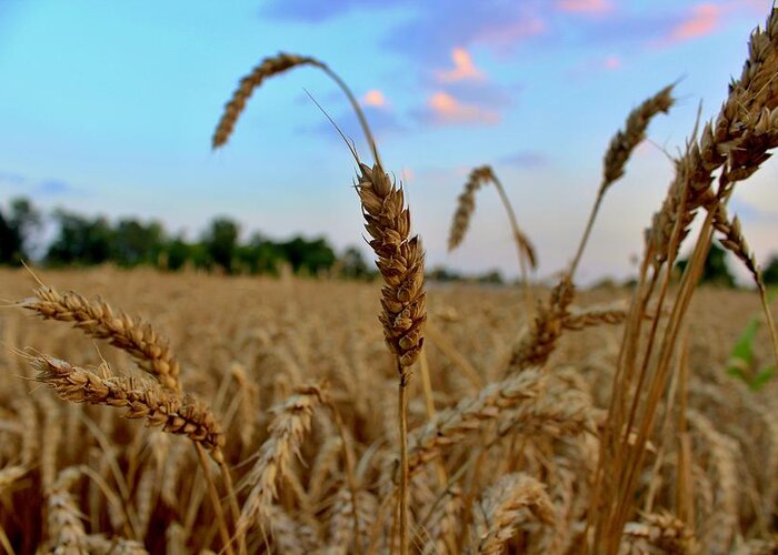 Wheat Greeting Card featuring the photograph Wheat by David Zarecor