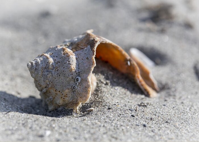 Andrew Pacheco Greeting Card featuring the photograph Whelk Shell in The Sand by Andrew Pacheco