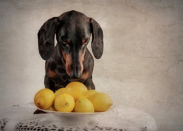 Dogs Greeting Card featuring the photograph When Life Gives You Lemons... by Heike Willers