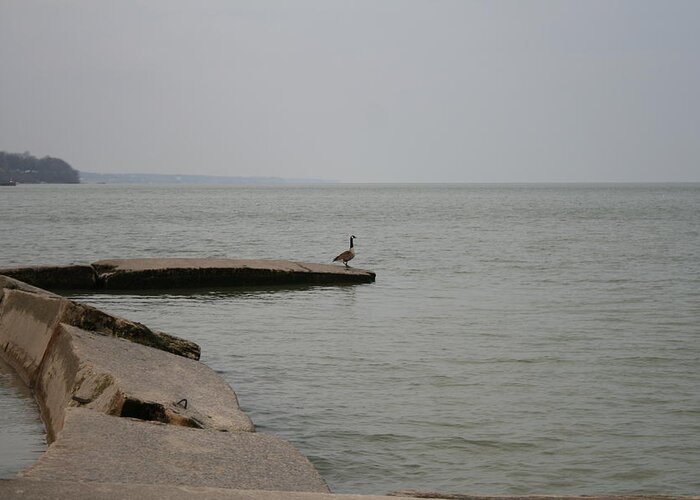 Canadian Geese Greeting Card featuring the photograph Solitude on Lake Erie by Valerie Collins