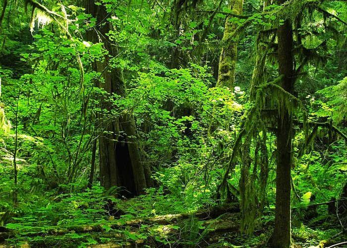 Green Greeting Card featuring the photograph Where the forest people live revised by Teri Schuster