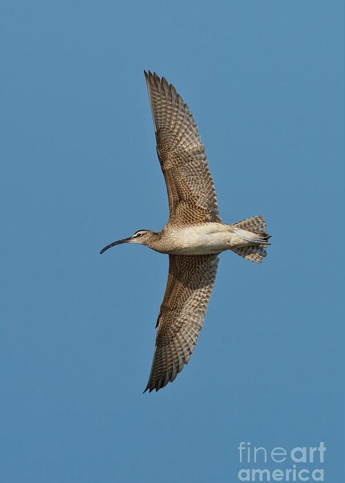 Fauna Greeting Card featuring the photograph Whimbrel In Flight by Anthony Mercieca