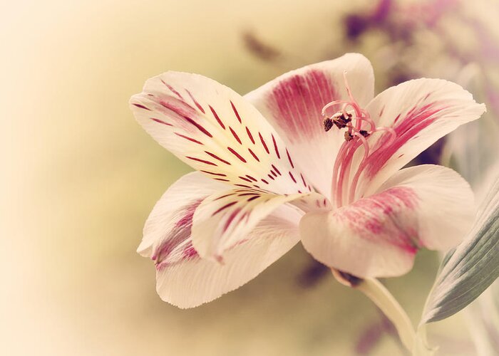 Floral Greeting Card featuring the photograph Whisper  Alstroemeria Two by Darlene Kwiatkowski