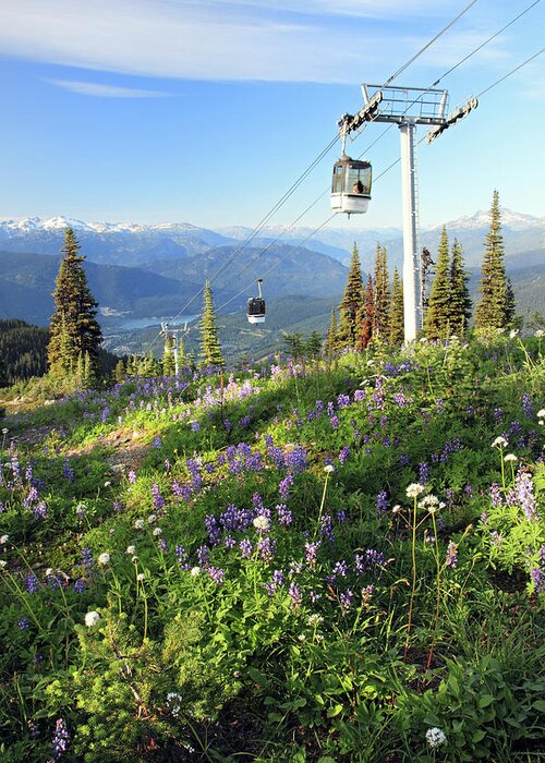 Whistler Greeting Card featuring the photograph Whistler summer with alpine flowers by Pierre Leclerc Photography