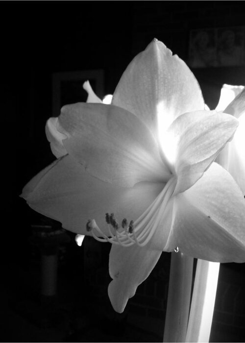 Amaryllis Greeting Card featuring the photograph White Amaryllis by Patricia Greer